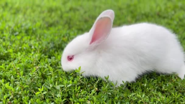 Beautiful Rabbit Eating Grass Field Beautiful White Rabbit Garden — 图库视频影像