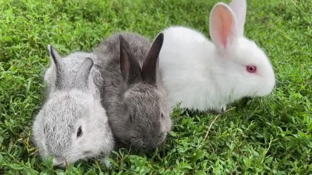 Couple Rabbits Chilling Grass Three Rabbit Green Grass Background — Vídeo de Stock