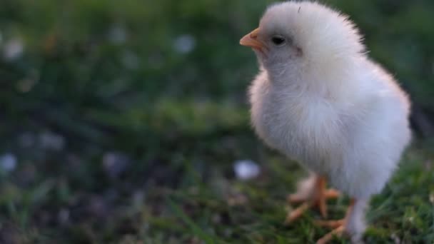 Lonely Confused Chicken Green Grass One White Chicken — Stock Video