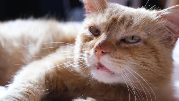 Old Red Cat Lies Rug Looks Camera Cat Close Pets — Vídeo de Stock