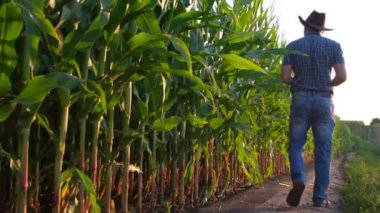 A young agricultural worker walks around a corn field for inspection. Harvest care concept.