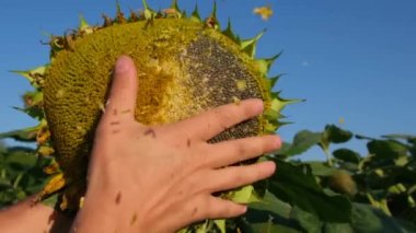 A young farmer examines a flowering sunflower he analyzes the harvest. agronomist working on a yellow sunflower field. agriculture concept. 4k video