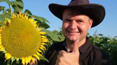 A young farmer examines a flowering sunflower he analyzes the harvest. agronomist working on a yellow sunflower field. agriculture concept. 4k video