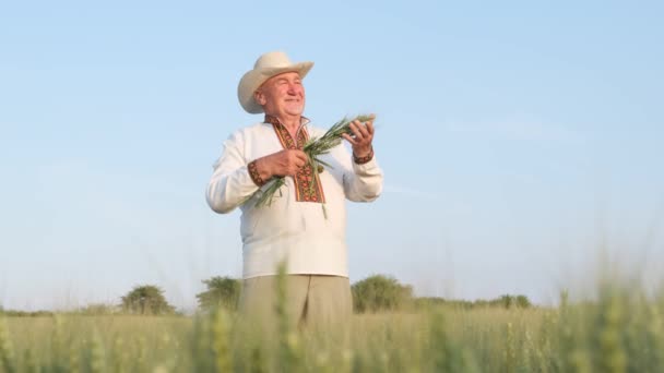 Senior Ukrainian Farmer Standing Field Unripe Crops Holding Several Ears — ストック動画