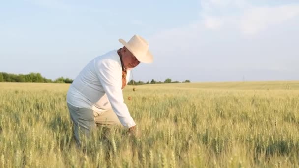 Farmer Walking Wheat Field Touching Plant Ukrainian Farmer Embroidery Concept — ストック動画