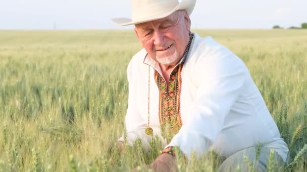 Ukrainian Peasant Embroidered Jacket Touches Wheat Concept Preservation Ukrainian Grain — Stockvideo