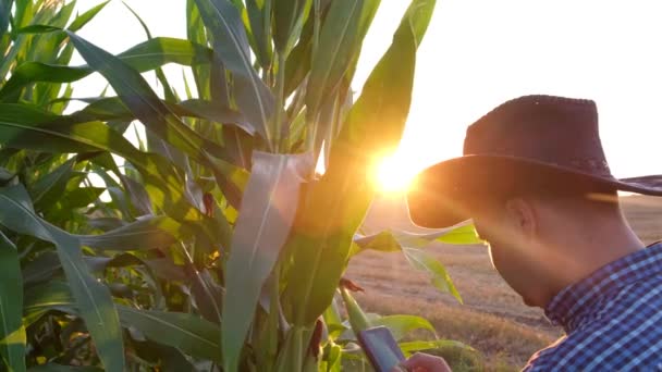 American Male Farmer Examines Corn Heads Sun Shining Leaves Medium — ストック動画