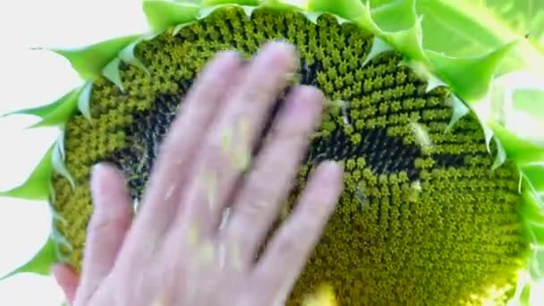 Close Woman Farmers Hand Inspecting Sunflower Crop Growing Sunflowers Countryside — Video