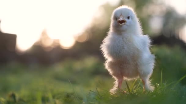 Little White Baby Chicken Blurred Background Chicken Baby Lost Its — 비디오