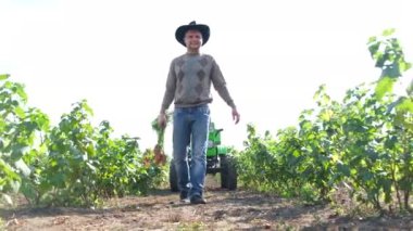 A farmer walks around the plantation and carries freshly picked carrots. Village worker holds freshly picked carrots, organically clean vegetables from a vegetable garden in the countryside