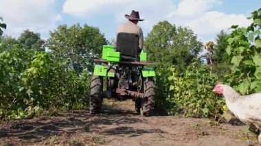 Tractor in the field, worker inspects the autumn harvest of raspberries. Agriculture concept. Resolution: 4K UHD 3840 - 2160