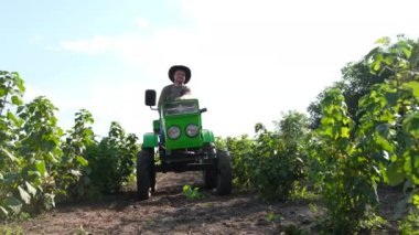 An American rural worker rides a green tractor with an open cab and inspects his sunflower plantations. Agriculture