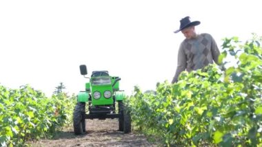A farmer gardener inspects the black currant bushes growing in his garden. Against the background of a mini tractor, gardening in the countryside