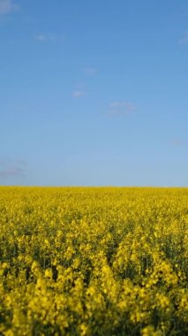 Vertical video of rapeseed field and blue sky. Rapeseed cultivation for agricultural purposes