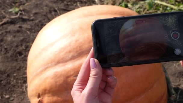 Farmer Takes Pictures Big Pumpkin Smartphone Pumpkin Harvest Season Pumpkin — ストック動画