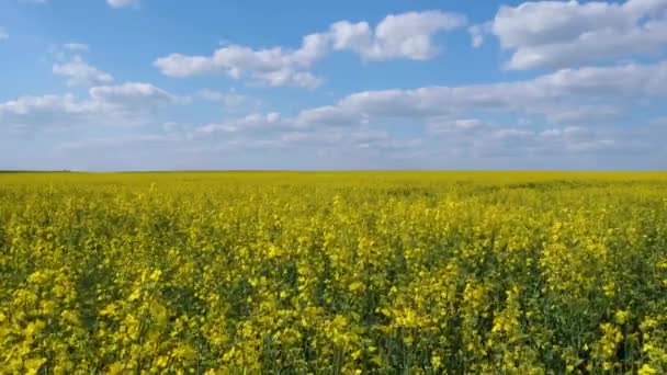 Μπλε Και Κίτρινη Σημαία Της Ουκρανίας Στη Φύση Πεδίο Του — Αρχείο Βίντεο