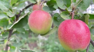 Ripe red apples on a tree branch in the garden. Harvest apples.