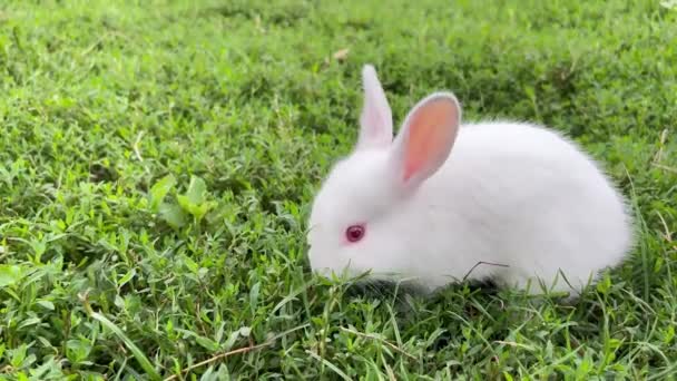 Cute Little White Rabbit Eating Grass Green Lawn Rabbit Eating — Stock videók