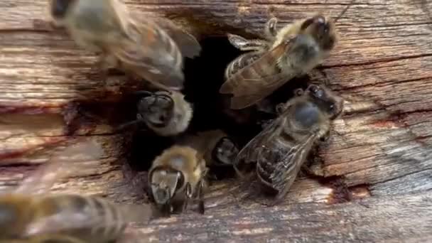 Закрыть Ульи Пчелами Летящими Посадочные Площадки Ферме Пчелиных Ульев — стоковое видео