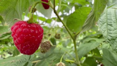 Juicy red raspberry close-up on a green background in late summer.