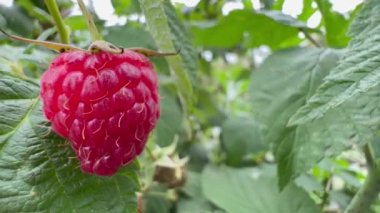 Close-up of a red raspberry hanging on a branch of a raspberry bush. Delicious bright raspberry close-up