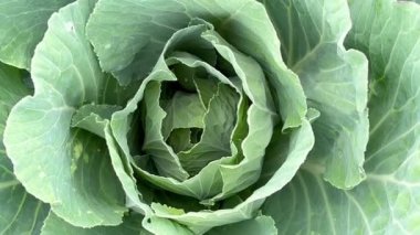 A head of white cabbage grows on organic soil. The concept of agriculture.
