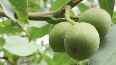 A raw walnut in a green shell. Green unripe walnuts hang on a branch. Close up selective focus.