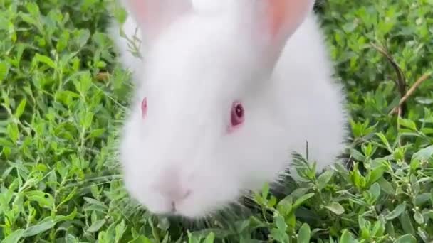 Маленький Белый Кролик Зеленой Траве Летний День Красивый Пушистый Кролик — стоковое видео