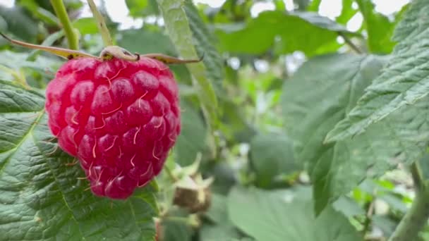 Close Red Raspberry Hanging Branch Raspberry Bush Delicious Bright Raspberry — Vídeo de Stock