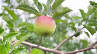 Apple hanging on the branch of apple tree. Green red apple with leaves in the summer.