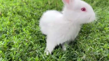 White fluffy little rabbit sitting on green grass, cute bunny. Baby white rabbit in spring green grass background. 