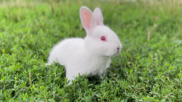 Cute Bunny Playing Green Grass Field Beautiful Fluffy Ears Red — Vídeos de Stock