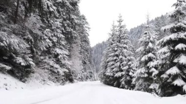 Winter road between snow-capped mountains at high altitude, snow-covered forest in the Ukrainian Carpathians, video from the stabilizer, beautiful road in winter, camera movement forward