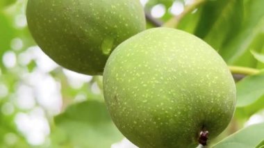 Closeup of pair of green walnuts hanging on a tree branch among leaves on a sunny day, selective focus.