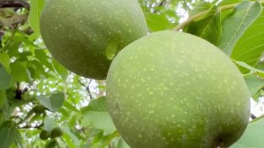 Little walnuts on the walnut tree in Ukraine. Green unripe walnuts hang on a branch. Green leaves and unripe walnut.