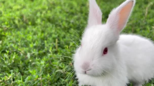 White Little Domestic Rabbit Grazing Green Yard Looking Camera Summer — 图库视频影像
