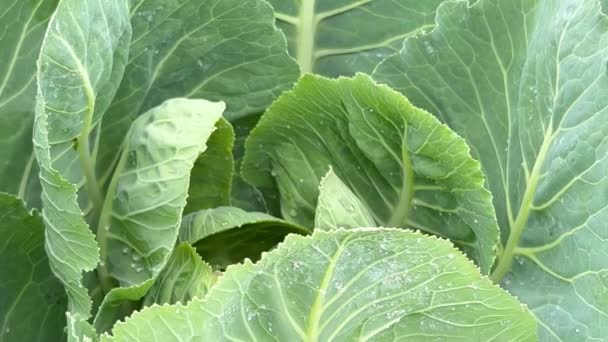 Young Green Cabbage Natural Abstract Background Technology Vegetarian Food Fresh — Video Stock