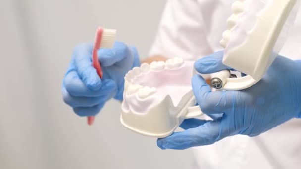 Правила Чищення Зубів Моделі Лікар Показує Правильно Чистити Зуби Моделі — стокове відео