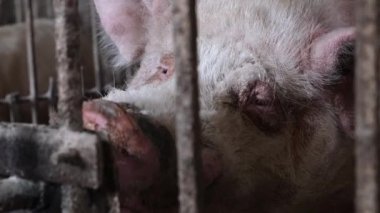 Big dirty pig, she drinks water, pig farms, livestock and pig farms. 4k video