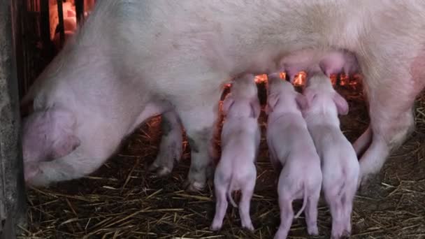 Modern Agricultural Pig Farm Piglets Eat Pork Milk Farm Little — 비디오