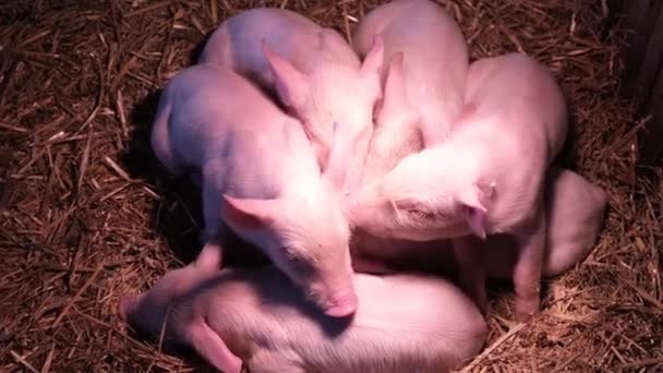 Little Piglets Sleep Infrared Warm Lamp Newborn Piglets Lie Straw — Vídeo de Stock