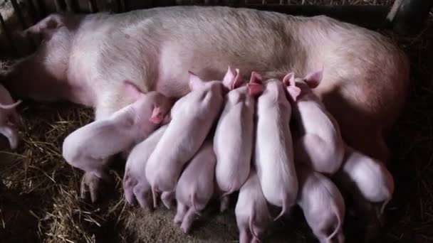 Thoroughbred Big Pig Lying Straw Feeding Piglets Milk Piglets Suckling — Stock video