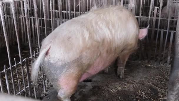 Big Dirty Pig She Drinks Water Pig Farms Livestock Pig — Stock video