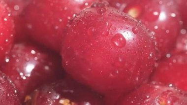 Fresh red and ripe cherries with water drops, many berries, video macro