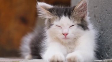 Beautiful black and white cute kitten lying on the asphalt sleeping.