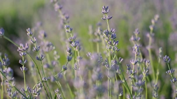 Fragrant Lavender Flowers Growing Lavender Flowers Field Close Blooming Purple — Stock video