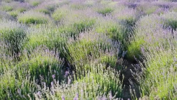 Выращивание Лавандовых Цветов Поле Цветущие Фиолетовые Ароматные Цветы Молодой Урожай — стоковое видео