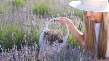 Beautiful young woman picking lavender flowers. Carefree romantic woman on lavender farm, harvest Provence, France