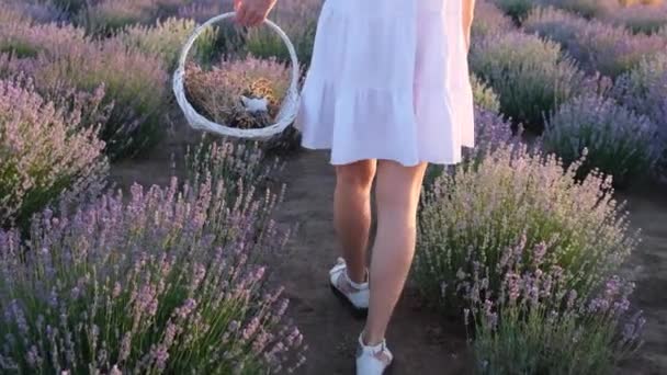 Прованс Франция Женщина Собирает Лавандовые Цветы Лавандовая Ферма Урожай Женщина — стоковое видео