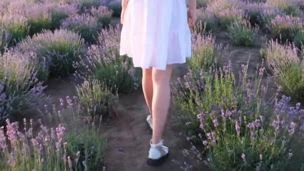 Красивая Молодая Женщина Собирает Лавандовые Цветы Беззаботная Романтичная Женщина Ферме — стоковое видео